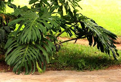 Monstera deliciosa